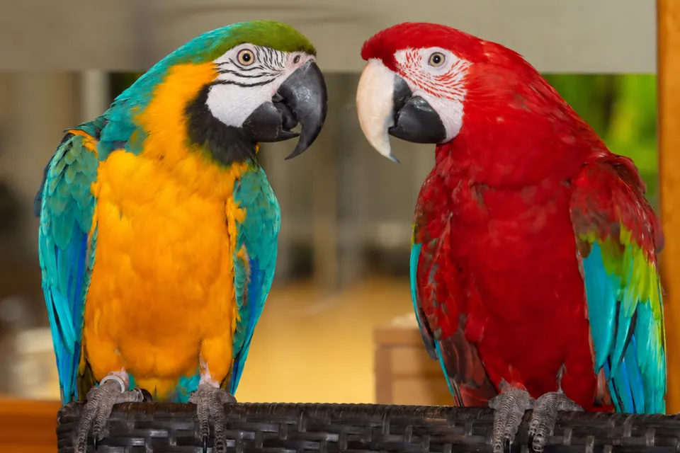 Die beiden Papageien Coco im LaOla Center