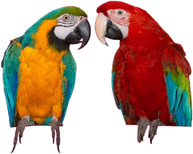 Die beiden Papageien Coco, Maskottchen des LaOla Centers